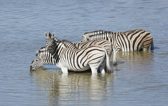 Four zebras drinking at waterhole, Etosha National Park, Namibia