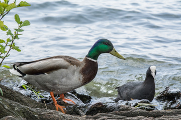Ente am See am baden Entenvögel