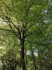 Baum mit frischen Blättern
