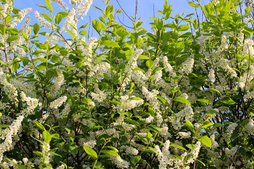 White spring flowers. Spring cherry blossoms Cherry tree flower. Spring background. Shallow depth of field.