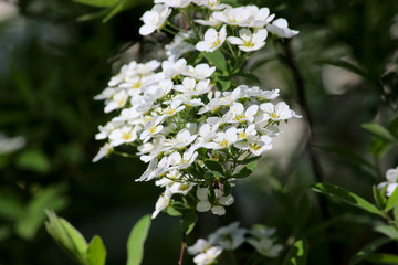 White spring flowers. Spring cherry blossoms Cherry tree flower. Spring background. Shallow depth of field.