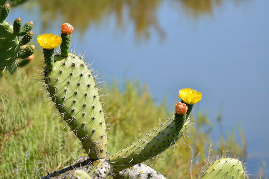 chumberas en flor