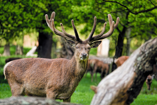 Deer with large antlers in forest. Male Stag
