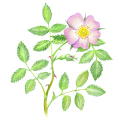 Hand drawn  illustration of pink wild roses  with leaves on white background. Briar rose. Eglantine. Dog-rose. 