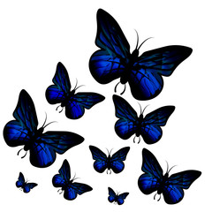 Fototapeta na wymiar Blue butterfly
