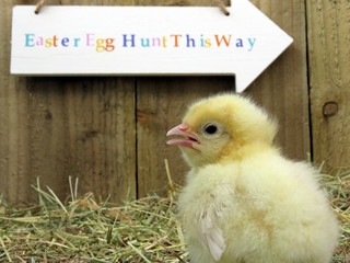 Three day old yellow chick on straw close up with Easter egg hunt sign in background