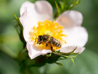 bee on a flower. macro