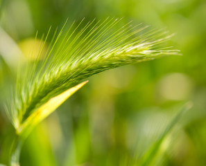 Fototapeta premium green grass with ears on nature