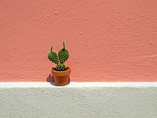Kaktus vor roter Hauswand
