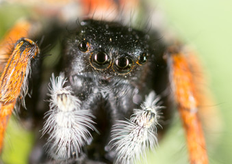 portrait of a spider in nature. super macro
