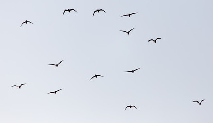 a flock of seagulls in the sky at sunset