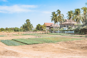 Obraz premium A cultivated field in Cambodia