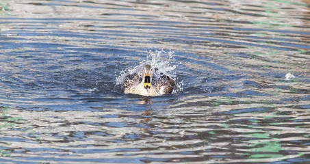 duck in the lake in nature