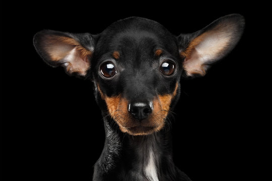 Closeup Sadly Toy Terrier Puppy Looking in Camera Isolated on Black Background