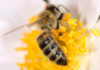 bee on a flower. macro