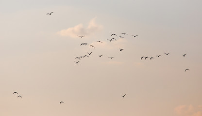 a flock of seagulls in the sky at sunset