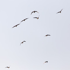 a flock of seagulls in the sky at sunset