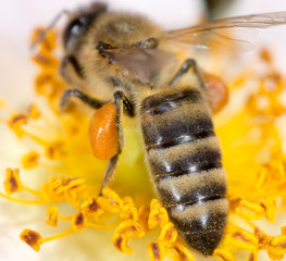 bee on a flower. macro