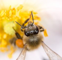 bee on a flower. macro