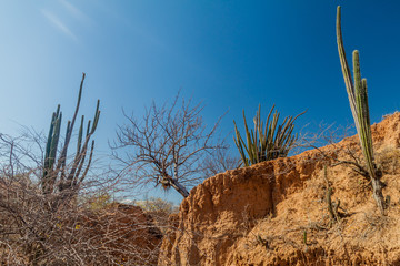 Fototapeta na wymiar Cacti, plants and orange rock formations in Tatacoa desert, Colombia