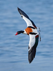 Common shelduck (Tadorna tadorna)
