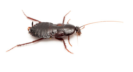 cockroach on a white background