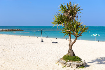 Okinawa Beach and Tree