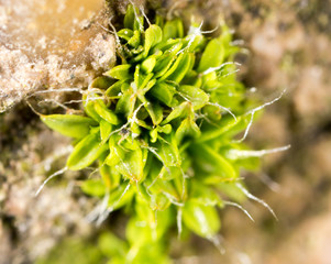 moss green in nature. macro