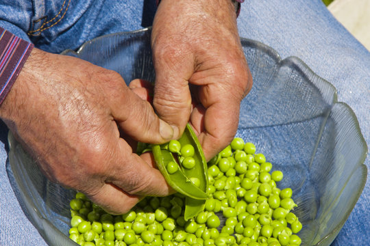 man harvesting peas