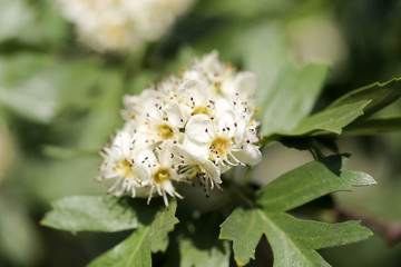 beautiful flowers on the bush outdoors