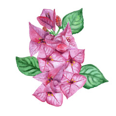 Watercolor drawing of spring flowers bougainvillea. Hand drawn painting of beautiful plant. Common genus names bugambilia. Spring flowers bouquet. Bougainvillea spectabilis, Nyctaginaceae family