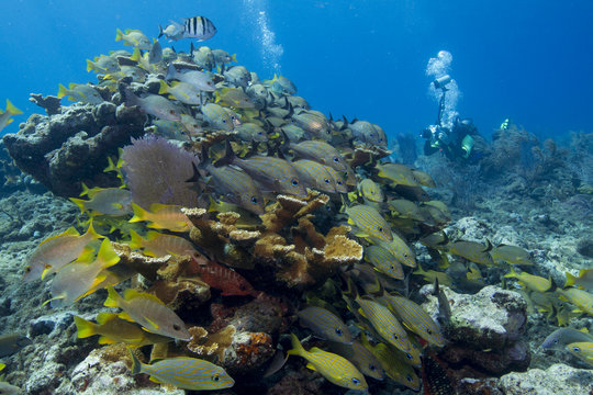 Photographer on coral reef.