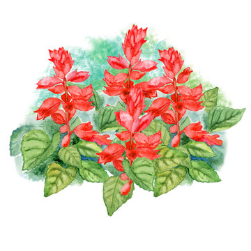 red salvia flowers watercolor painting clip art preview