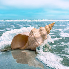 Conch Splash. A horse conch on a beach with ocean water splashing and flowing around it.
