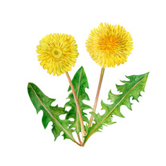 Watercolor drawing of spring flowers Taraxacum, blowball. Hand drawn painting of beautiful dandelion plant. flower bouquet. Asteraceae family, Cichorieae tribe. Taraxacum officinale. Medical herb
