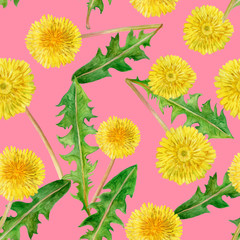 Watercolor drawing of spring flowers Taraxacum, blowball. Hand drawn painting of dandelion plant. Spring flowers bouquet. Asteraceae family. Taraxacum officinale. Seamless pattern background