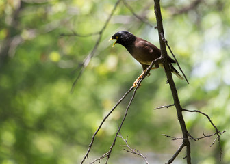 Indian starling on tree in nature