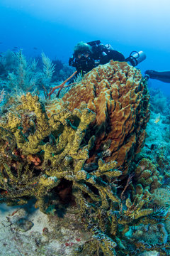 Diver views array of sponges.