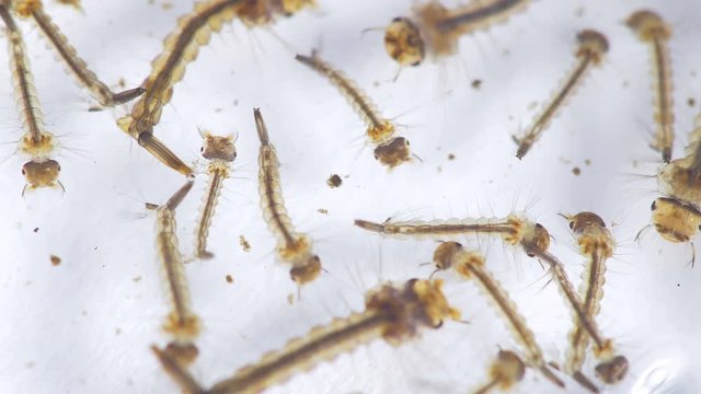 Several Mosquito Larvae Aedes aegypti Seen With 15x Magnification. Transmits Zika Virus, West Nile, Chikungunya virus and Malaria