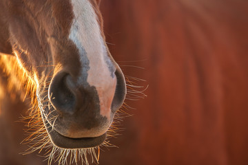 A chestnut horse's muzzle and whiskers.