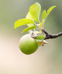 apple on tree in nature