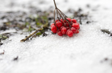Kalina red in the snow in the winter in nature