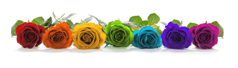 Prachtige regenboogkleurige rij rozen - een enkele rij rozenkoppen naar voren gericht in rood, oranje, geel, groen, turkoois, indigo en magenta die de zeven chakra& 39 s vertegenwoordigen