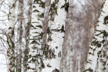 birch tree trunk in a forest in nature