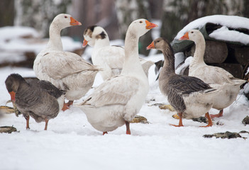 Obraz premium geese in the winter nature