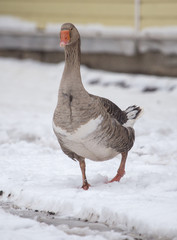 geese in the winter nature