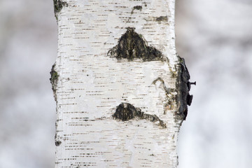 birch tree trunk in a forest in nature