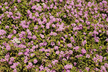 мелкие сиреневые цветочки