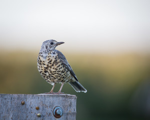 Mistle thrush (Turdus viscivorus) perched on post - 111020906