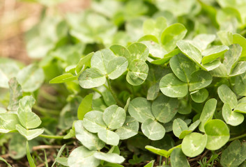 Green clover in nature as a background